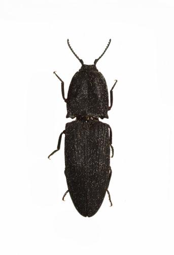 Réf. 213 982 : Lacon punctatus